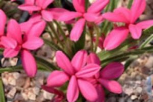 Rhodohypoxis 'Albrighton'