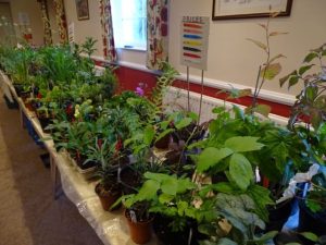 What treasures will you find on the plant table?