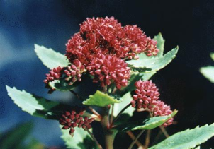 “Sedum for the Garden” with Ray Stephenson