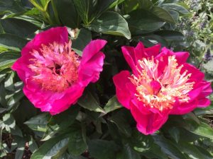 Paeonia lactiflora 'Karen Gray'