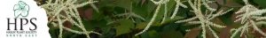 Hardy Plant Society North East