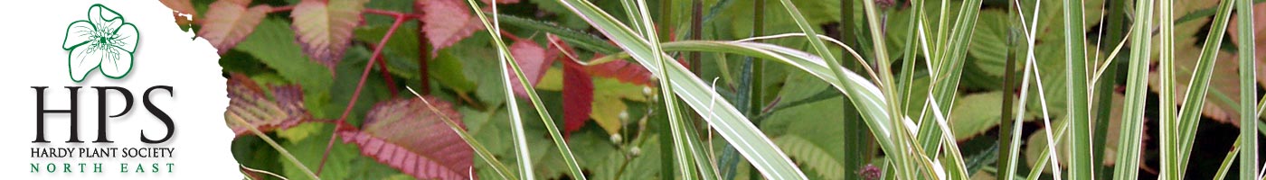 Hardy Plant Society North East