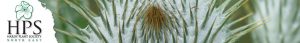 Hardy Plant Society North East
