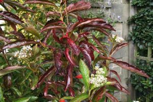 Viburnum nudum