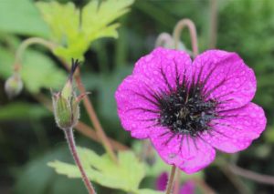 Geranium ‘Sandrine’ (Wikimedia) 