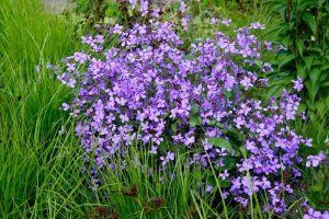 Lunaria ‘Corfu Blue'