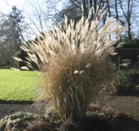 Miscanthus transmorrisonensis