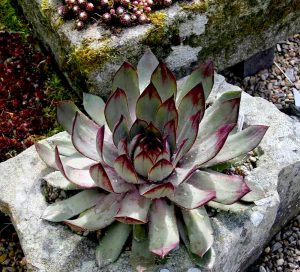 Sempervivum ‘Blue Time’